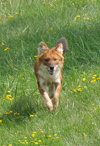File:Dhole.jpg