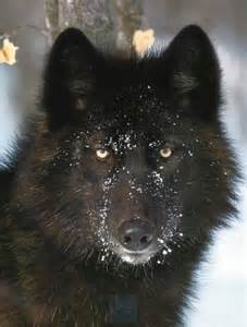 File:Obi Wolf.jpg