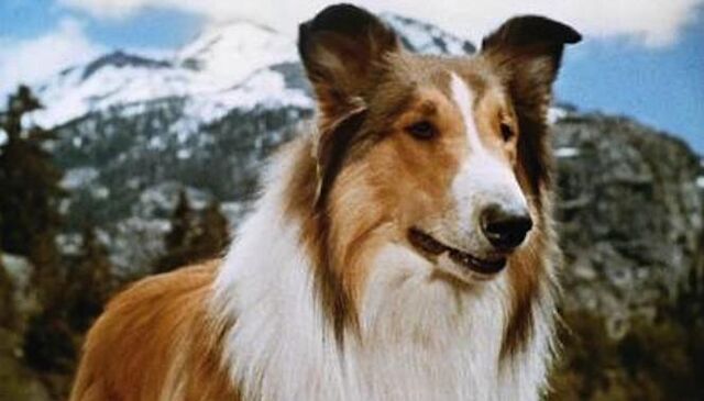File:Lassie-cozi-thumb.jpeg