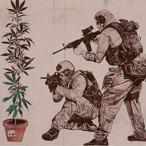 File:SWAT and cannabis plant.jpg