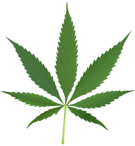 File:Wikia-Visualization-Main,cannabis.png