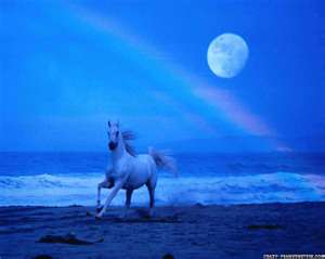 Thumbnailblueroanrunningundermoon rainbow