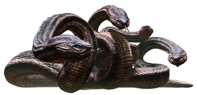 File:Dragons Dogma Hydra.png