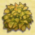 Yellow Shrub