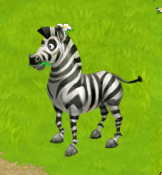 Zebra