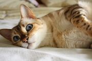 Бенгальская кошка.jpg