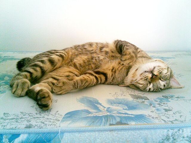 File:TICO (8).jpg