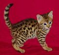 Cute-looking-savannah-kitten