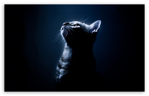 File:Kitten in the dark-t2.jpg