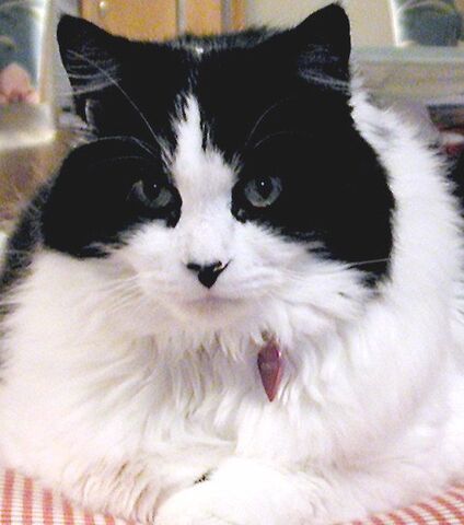 File:Ragamuffin.jpg