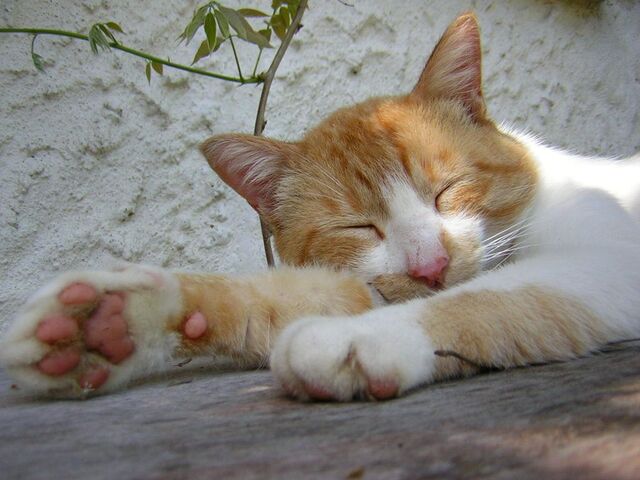 File:Princeton paws.jpg