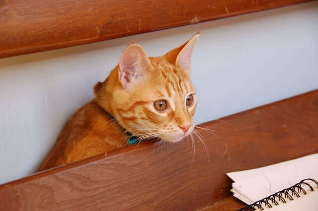 File:Curious cat.jpg