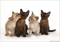 Burmese