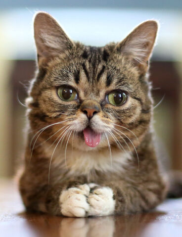File:Lil bub.jpg