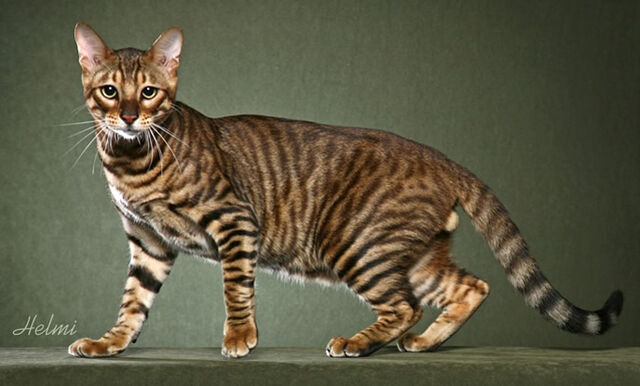 File:Toyger-1.jpg