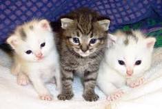 File:Kittens 1111111.jpg