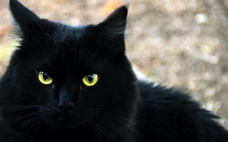 File:Cat.jpg