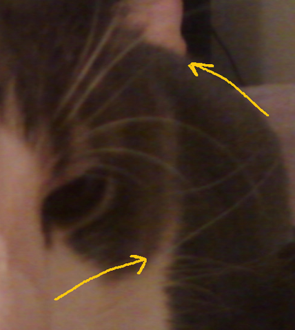 File:Catwhiskers.png