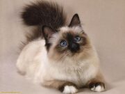 Siamesecat