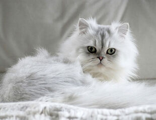 Chinchillacat1.jpg