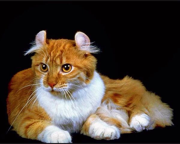 Файл:Image-1438671838.jpg