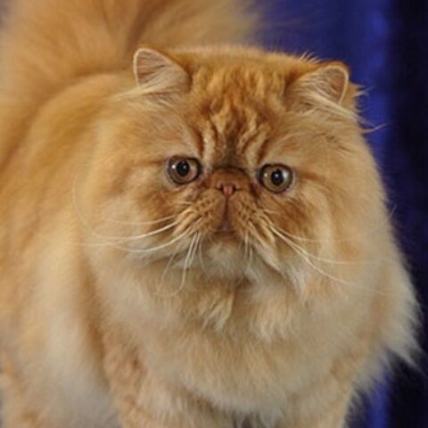 Файл:Image-3.jpg