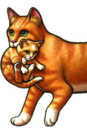Pbcatcarryingkitten