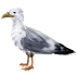 89.png