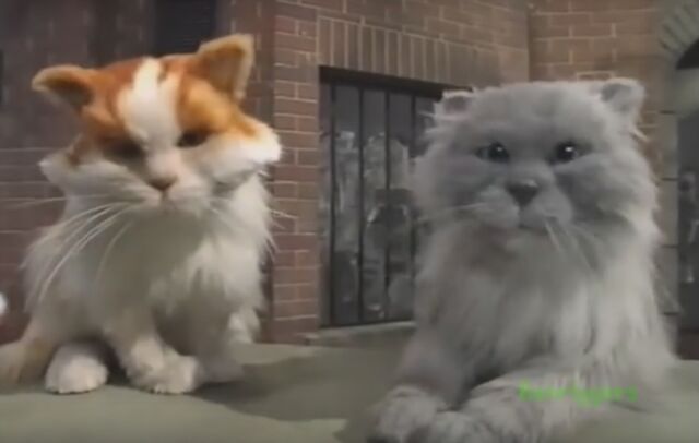 File:BBC Cats eyes Jimmy and Juke.jpg
