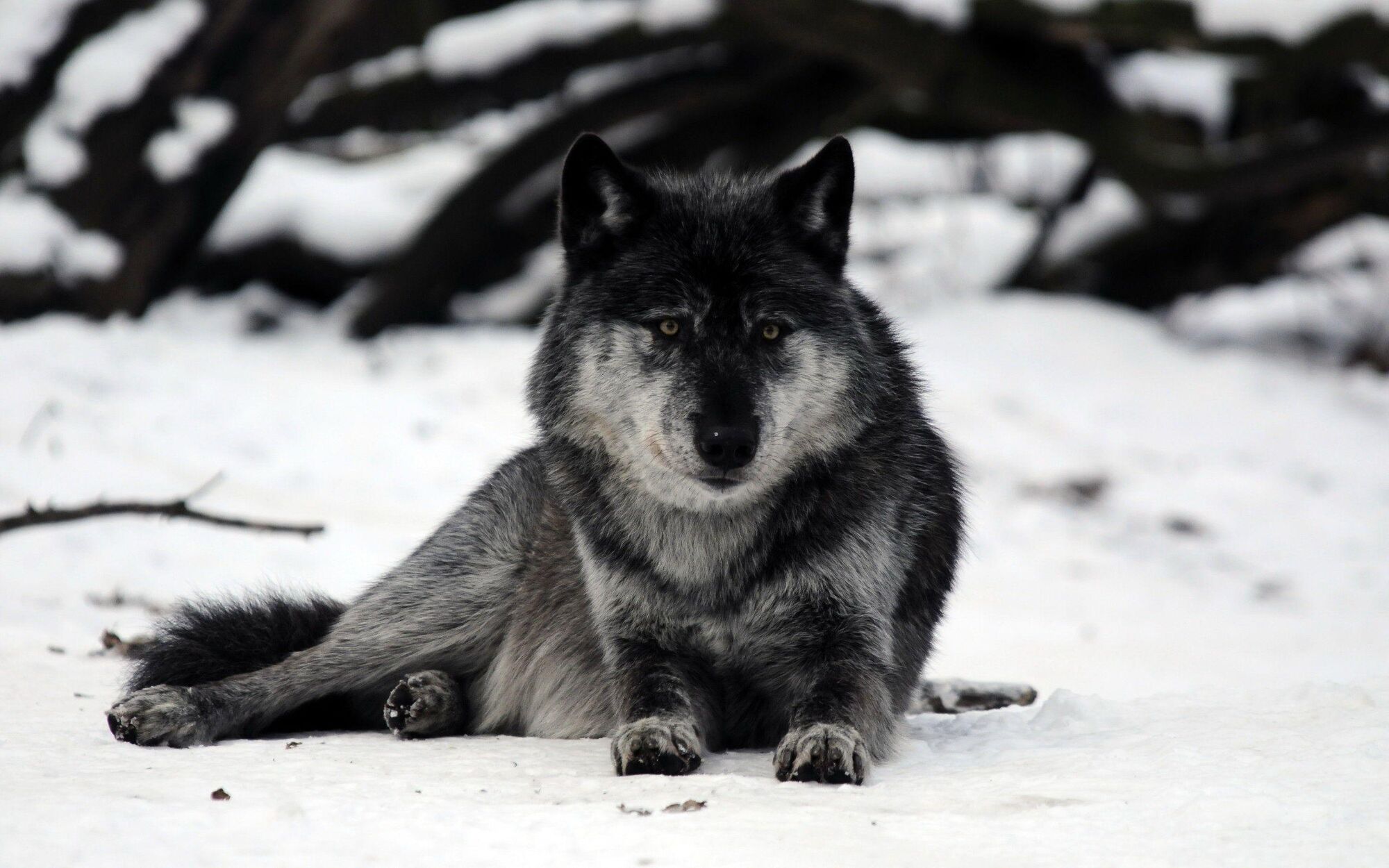 Image - Grey-wolf-resting-in-the-snow.jpg | Community Central | FANDOM ...