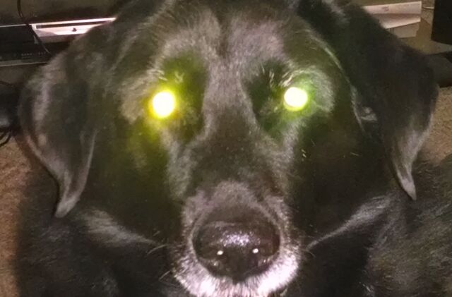File:Laserdog.jpg