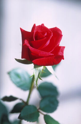 File:Red rose.jpg