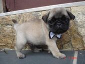 Favim.com-awn-cute-dog-filhote-pug-336686