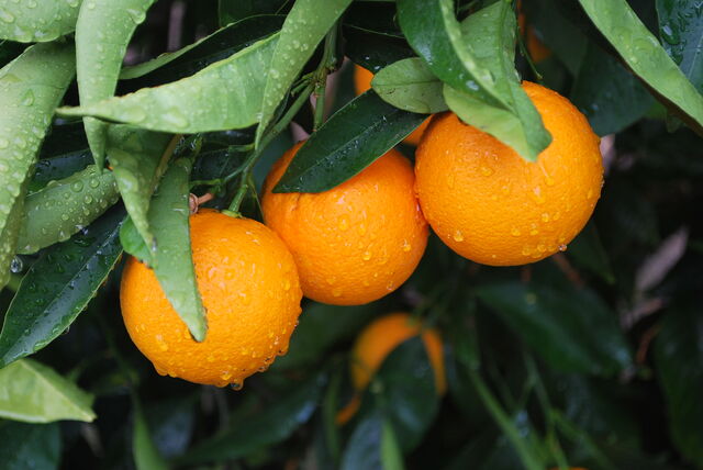 File:Orange fruits.jpg