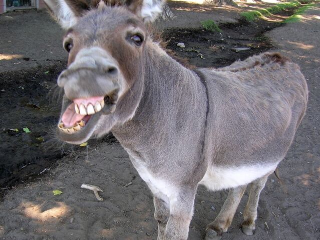 File:Donkey.jpg