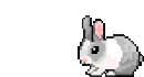 Bunny gif