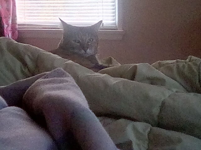 File:AngryCat.jpg