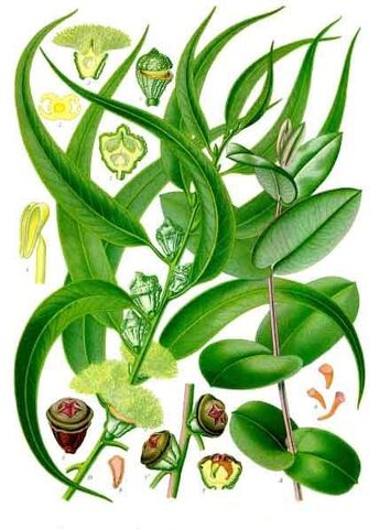 File:Eucalipto.jpg