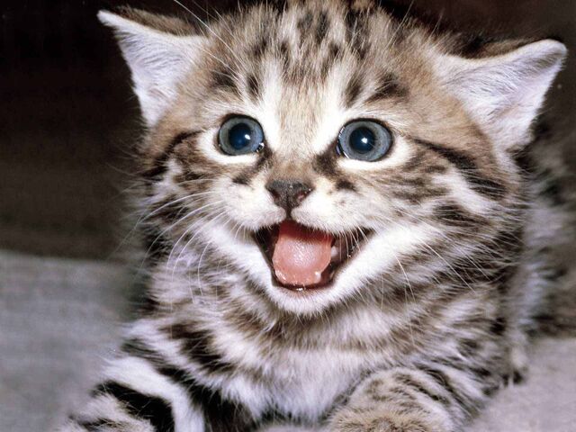 File:Cute cat.jpg