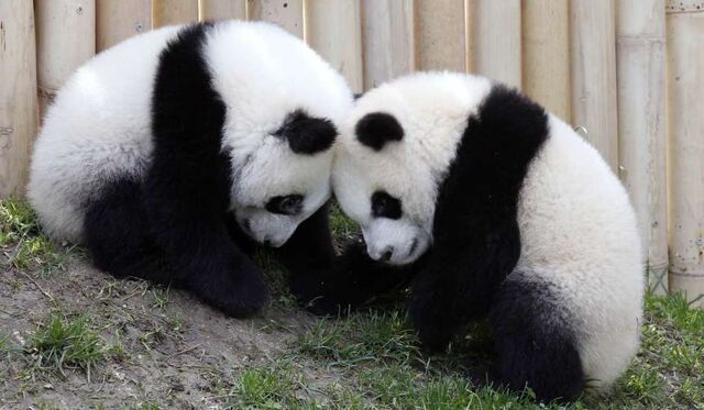 File:Osos panda.jpg