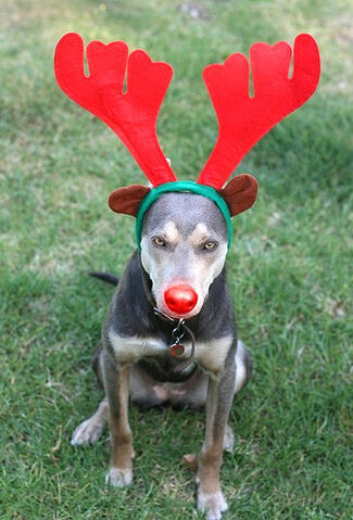 File:Merry Christmas.jpg