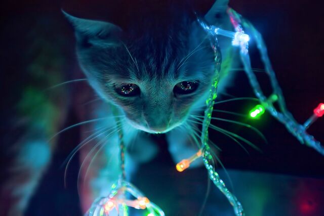 File:Fondo de gato.jpg