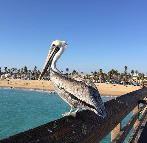 File:Balboa Peninsula Pelican.jpg