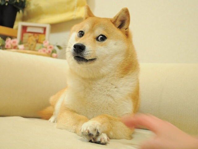 File:Dogeeeee.jpg