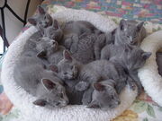 CATZZZZ