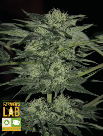 File:Blue Dream with Logos-564x744.jpg