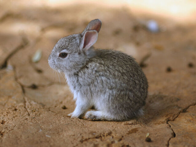 File:Baby Bunny.jpg