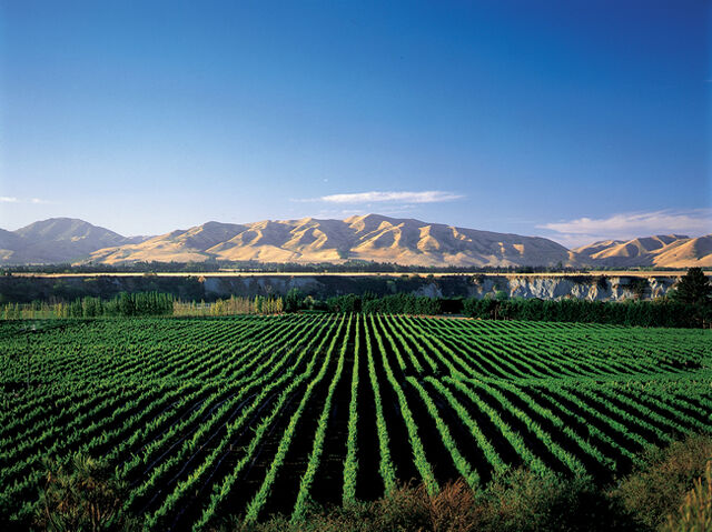 File:Lemurian Vineyard.jpg