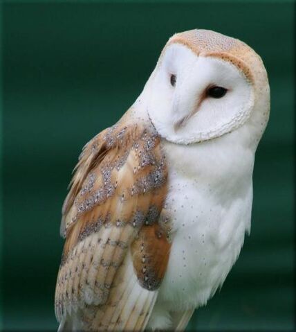 File:Barn-owl-02.jpg