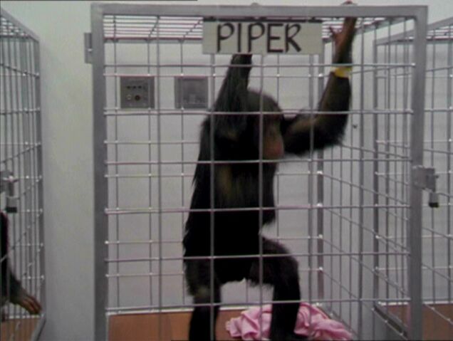 File:MonkeyPiper.jpg